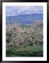 Fruit Trees In Bloom, Kelowna, Bc, Canada by Troy & Mary Parlee Limited Edition Print