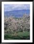 Fruit Trees In Bloom, Kelowna, Bc, Canada by Troy & Mary Parlee Limited Edition Pricing Art Print