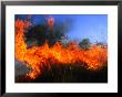 Grass Fire Burning, Australia by John Banagan Limited Edition Print