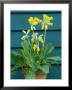 Primula Veris (Cowslip) by Mark Bolton Limited Edition Print