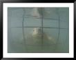 An Endangered Green Sea Turtle Peers Through A Cage by Bill Curtsinger Limited Edition Print