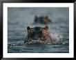 Hippos Swim Through The Chobe River by Chris Johns Limited Edition Print