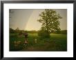 A Double Rainbow Arcs Over A Field With Cattle by Peter Carsten Limited Edition Print