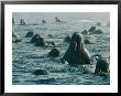 Atlantic Walruses Take A Swim In The Arctic Ocean by Norbert Rosing Limited Edition Print
