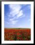 Poppy Field In Newquay, Uk by David Clapp Limited Edition Print