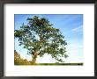 Hawthorn Tree, Summer, England by Mark Hamblin Limited Edition Pricing Art Print