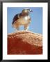 Red-Tailed Hawk, Adult, Nevada, Usa by Olaf Broders Limited Edition Pricing Art Print