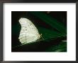 White Morpho, Aviary Animal by Stan Osolinski Limited Edition Print