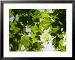 Vines Near Saint Jean Pied De Port, Basque Country, Pyrenees-Atlantiques, Aquitaine, France, Europe by Robert Harding Limited Edition Print