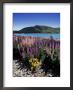 Wild Lupin Flowers (Lupinus) Beside Lake Tekapo, South Island, New Zealand by Gavin Hellier Limited Edition Print