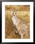 Eastern Grey Kangaroo And Joey, Kosciuszko National Park, New South Wales, Australia, Pacific by Jochen Schlenker Limited Edition Pricing Art Print