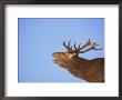 Red Deer Stag, Highlands, Scotland, Uk, Europe by David Tipling Limited Edition Print