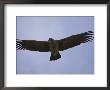 Juvenile Andean Condor Soaring, Torres Del Paine National Park, Chile, South America by James Hager Limited Edition Print