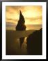 Sunset Silhouettes Seabird Atop Rock Pinnacle, Bandon Beach, Oregon, Usa by Steve Terrill Limited Edition Print