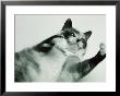 Gringa The Cat by Bob Winsett Limited Edition Print