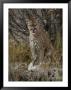Mountain Lion With A Duck It Killed by Jim And Jamie Dutcher Limited Edition Pricing Art Print