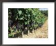 Vineyard, Gaillac, France by Robert Cundy Limited Edition Print