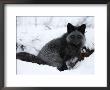 Silverfox (Red Fox) (Vulpes Vulpes), Churchill, Hudson Bay, Manitoba, Canada by Thorsten Milse Limited Edition Print