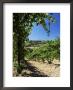 View From Vineyard Of The Town Of San Gimignano, Tuscany, Italy by Ruth Tomlinson Limited Edition Print