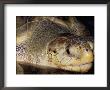 Head Of Olive Ridley Sea Turtle (Leipidochelys Olivacea, Phuket Province, Thailand by Marco Simoni Limited Edition Print