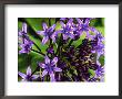 Scilla Peruviana by Mark Bolton Limited Edition Pricing Art Print