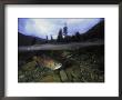 Salmon, Clayoquot Sound, Vancouver Island by Joel Sartore Limited Edition Print