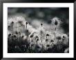 Yellow Dryas, Seed Heads, Kotzebue by Ernest Manewal Limited Edition Print