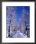 Snow On Country Road, Liminka, Finland by David Tipling Limited Edition Print