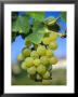 Bunch Of Grapes, Champagne, France by Sylvain Grandadam Limited Edition Print
