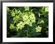 Nicotiana Alata Lime Green In Flower by Michele Lamontagne Limited Edition Print
