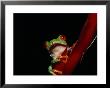 Red-Eyed Tree Frog by Stuart Westmoreland Limited Edition Print