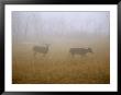 A Group Of White-Tailed Deer Does On A Foggy Morning by Raymond Gehman Limited Edition Print