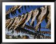 Fish Dry In The Backyard Of A Fishermans House by Sisse Brimberg Limited Edition Print