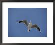 Silver Gull In Flight by Jason Edwards Limited Edition Print