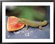 Green Lizard Eating Papaya, Kona, Hawaii by Jacque Denzer Parker Limited Edition Print