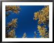 View Looking Upwards At The Blue Sky Framed By Trees by Raymond Gehman Limited Edition Pricing Art Print