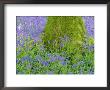 Moss Covered Base Of A Tree And Bluebells In Flower, Bluebell Wood, Hampshire, England, Uk by Jean Brooks Limited Edition Pricing Art Print