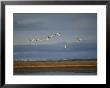 Tundra Swans Fly Over The Mackenzie River by Raymond Gehman Limited Edition Print