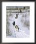 Dog Sleighs, Province Of Quebec, Canada by Bruno Morandi Limited Edition Print