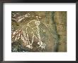 Namarrgon, The Lightning Man, One Of Supernatural Ancestors Depicted At Aboriginal Rock Art Site by Robert Francis Limited Edition Print