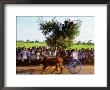 Bullock Cart Race, Madurai, Tamil Nadu, India by Greg Elms Limited Edition Pricing Art Print