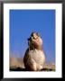 Black Tailed Prairie Dog by Mark Newman Limited Edition Print