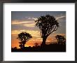 Quiver Tree Silhouetted At Dawn Quiver Tree Forest, Namibia by Tony Heald Limited Edition Print