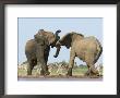 African Elephant, Bulls Fighting At Waterhole, Zebra In Background, Etosha National Park, Namibia by Tony Heald Limited Edition Pricing Art Print