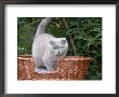 Scottish Fold Blue-Cream Cat by De Meester Limited Edition Pricing Art Print