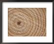 Growth Rings In Trunk Of Spruce Tree, Norway by Pete Cairns Limited Edition Print