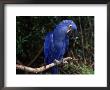 Hyacinth Macaw (Anodorhynchus Hyacinthinus) by Lynn M. Stone Limited Edition Pricing Art Print