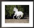 Grey Andalusian Stallion Cantering In Field, Ojai, California, Usa by Carol Walker Limited Edition Print