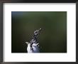Nile Crocodile Hatching From Egg, Kenya by Anup Shah Limited Edition Print