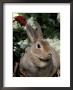 Mini Rex Domestic Rabbit by Lynn M. Stone Limited Edition Pricing Art Print